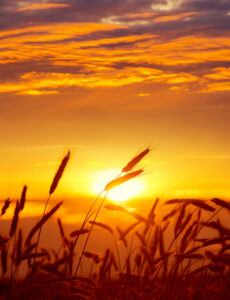 Ripe ears of wheat against the backdrop of the sunset sky