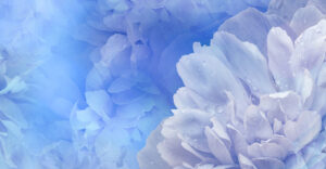 Floral background. Peony and petals flowers. Close-up. Nature.