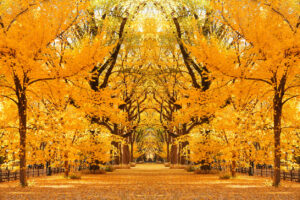 Central Park, New York City