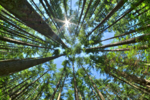 Fisheye HDR view looking directly up in dense Canadian pine forest with sun glaring in clear blue sky as trees reach for the sky