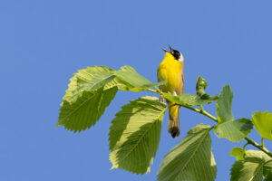 While perched on a tree with its beak wide open, a common yellowthroat warbler sings to its hearts content . Background of soft focus green trees and blue sky.
