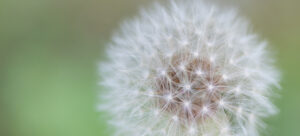 Fluffy dandelion fluff