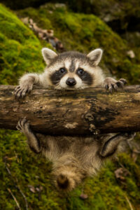 baby raccoon