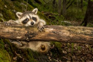 baby raccoon