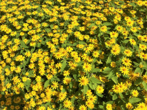 beauty and nature yellow flowers melapodium at garden area in ubud bali