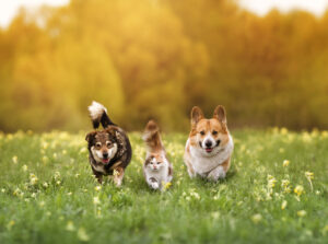 cute furry friends, two dogs and a cat run together through a green meadow on a sunny spring day