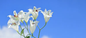 Elegant white Madonna lilies (Lilium candidum) isolated on a clean white background. Botanical close-up ideal for wedding design, luxury branding, greeting cards, packaging, and refined floral concepts.