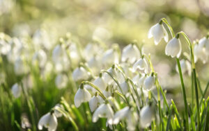 Springtime snowdrops flowers growing in sunlight background