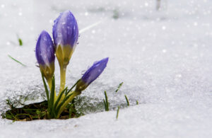 Purple crocus with droplet in snow.Purple crocuses growing up through the snow in early spring.