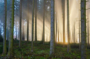 Deep in the forest on a misty morning. Old spruce forest in the low mountain range in the middle of Germany.
