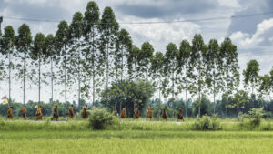 Udonthani, Thailand - June 27: A monk walking long distances along a tree-lined road on June 27, 2022 in Udonthani, Thailand.