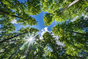 A vibrant green forest has majestic trees reaching towards the clear blue sky, illuminated by shining sunlight