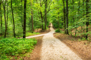 Green forest with idyllic walkway through the trees