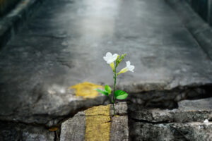 white flower growing on crack street, soft focus, blank text