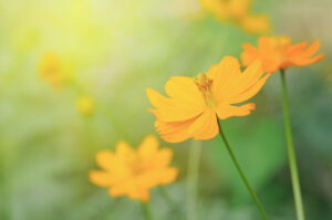 group of Yellow cosmos flowers with lighting effect