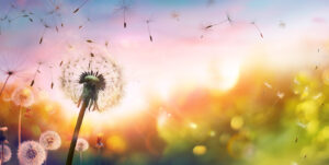 Dandelion Seeds Flying In Abstract Defocused Sky