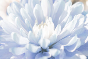 Smoothly blended pastel abstract light, flowing floral background with soft color transitions. The out-of-focus detail creates delicate, ethereal atmosphere, ideal for high-end stationery web design