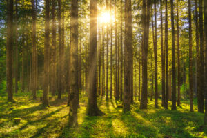 Tree misty forest and sun ray in Dolomites Alps. Trentino Alto Adige Sud Tyrol, Italy, Europe