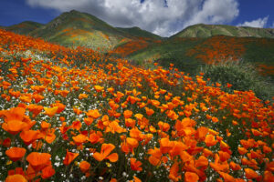 Poppies carpet the hils near Lake Elsinore in Southern California