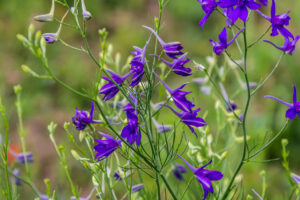 macro flowers of purple field delphinium, consolida, beautiful flowers, botany.