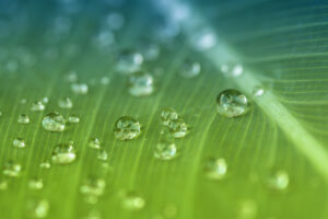 leaf with water droplets
