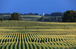 The sun lit up the tasseled corn in a field north of Willmar, Minnesota as dark clouds passed by in the distance.