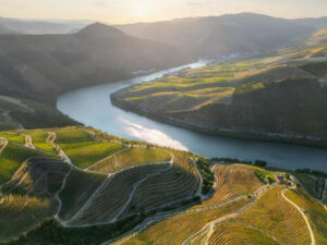 Aerial hillside view of terraced vineyards descending to the Douro River in Portugal's Douro Valley during warm sunset light.
