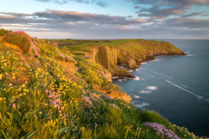 Beautiful nature scene with blooming flowers in sunset.